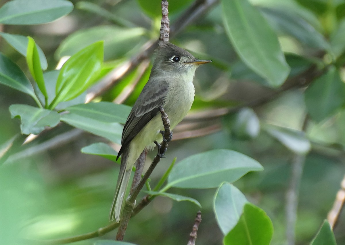 Cuban Pewee - ML612705295