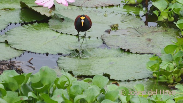 Jacana du Mexique - ML612705331