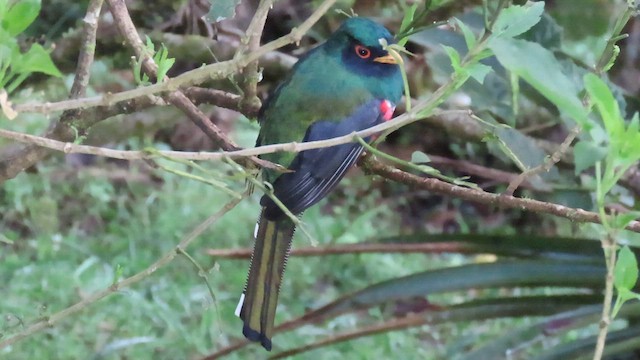 Trogon masqué - ML612705333