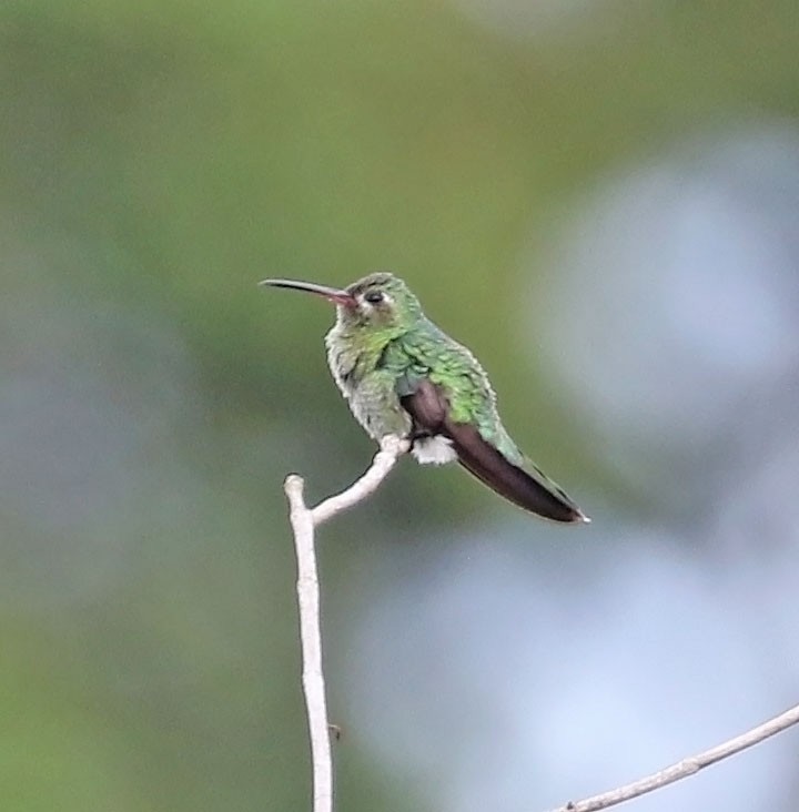 kolibřík zelenoocasý - ML612705441