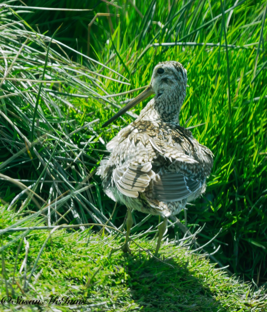 Magellanic Snipe - ML612705521