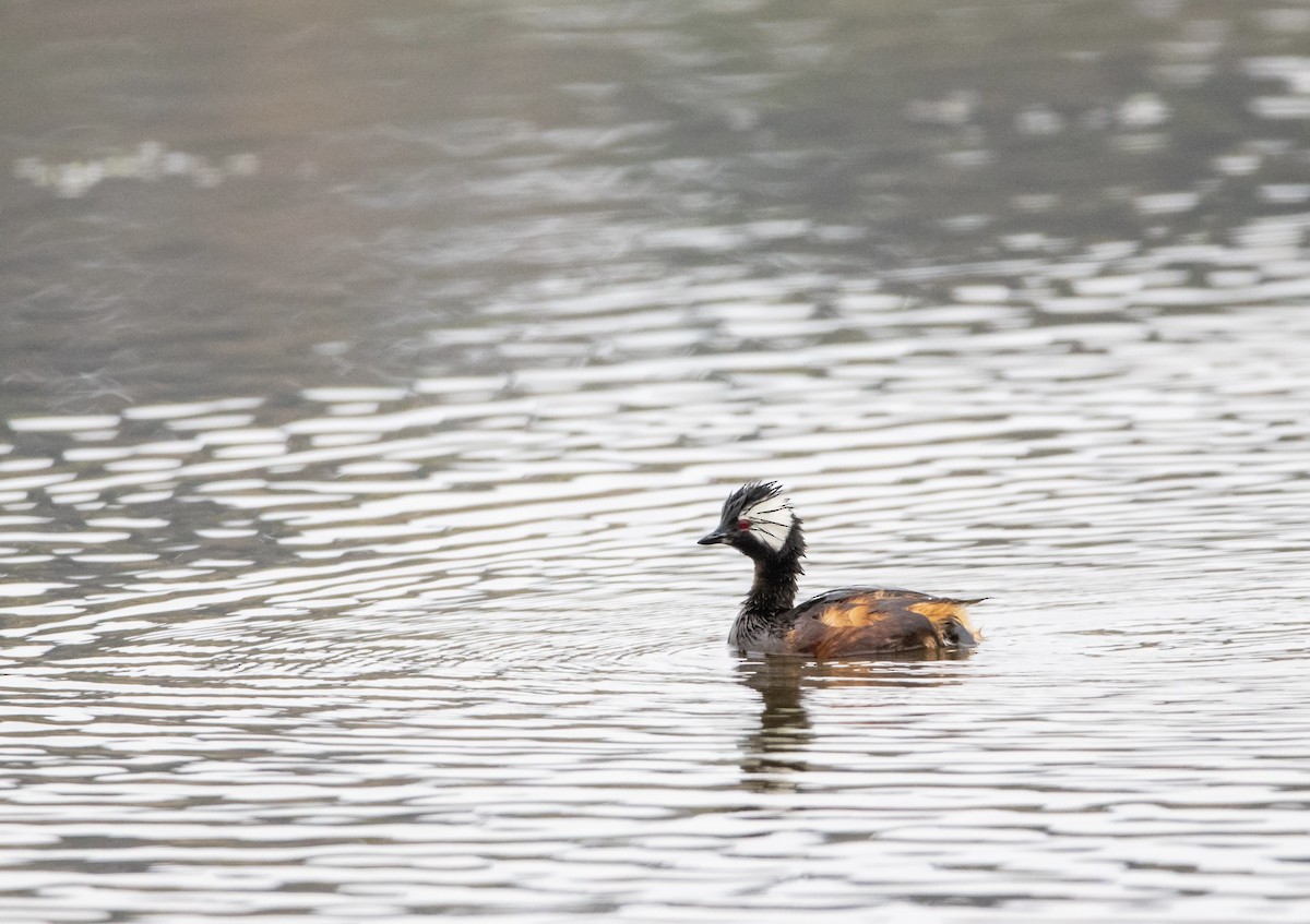 White-tufted Grebe - ML612705522