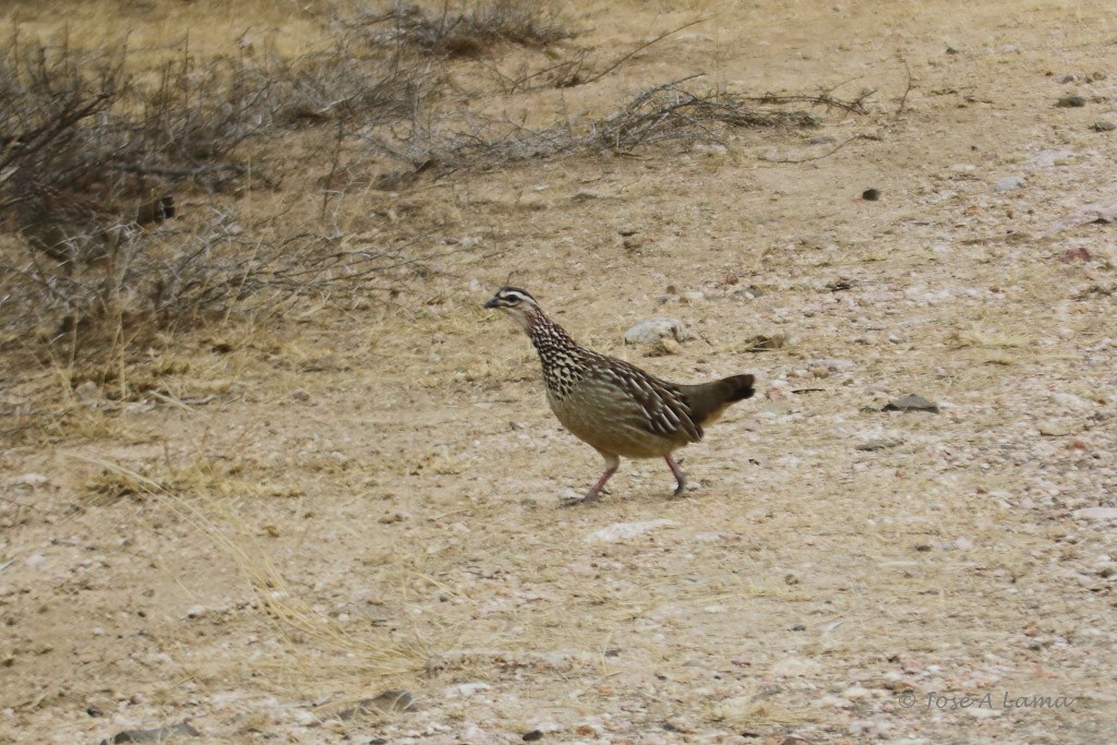 Crested Francolin - ML612705575