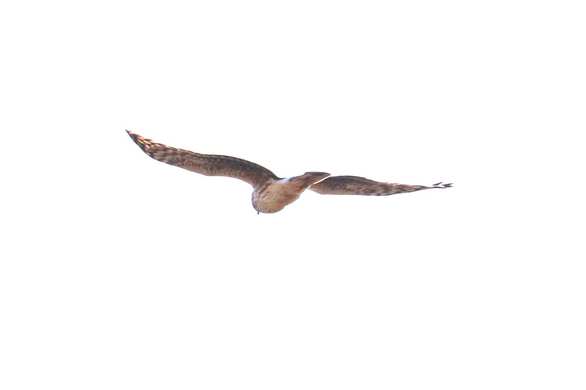 Hen Harrier - ML612705577