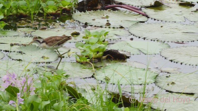 Jacana du Mexique - ML612705666