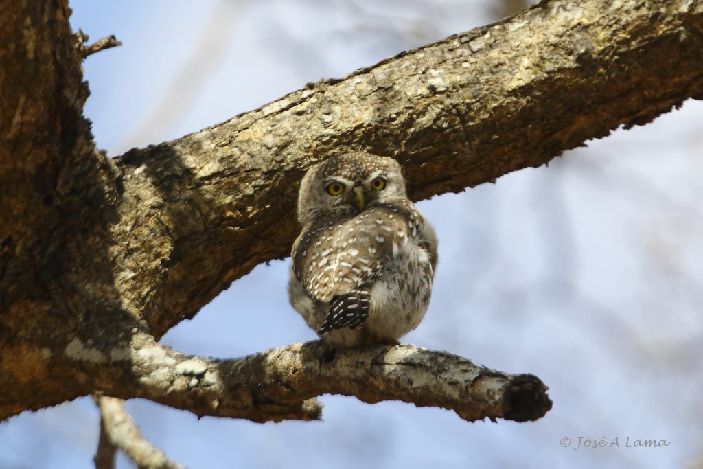 Pearl-spotted Owlet - ML612705782