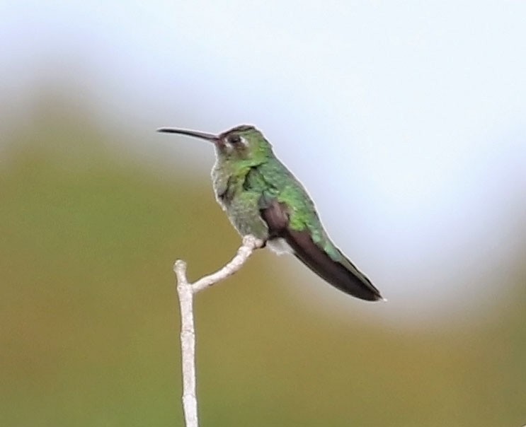 kolibřík zelenoocasý - ML612705840