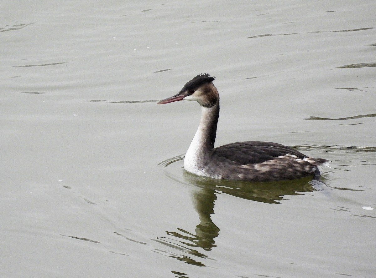 Great Crested Grebe - ML612705983
