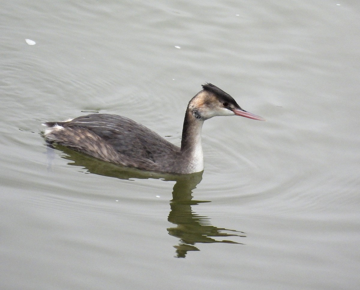 Great Crested Grebe - ML612706009