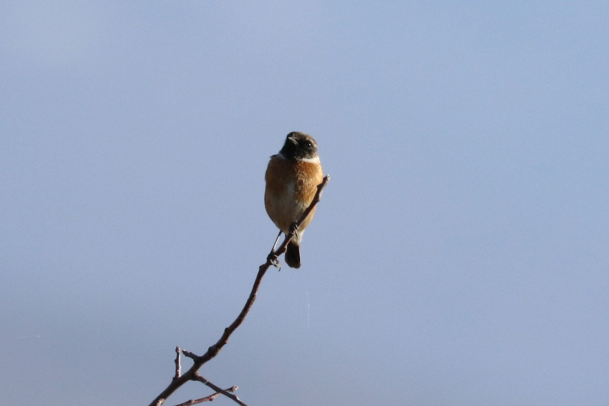 European Stonechat - Alexander Cherinko