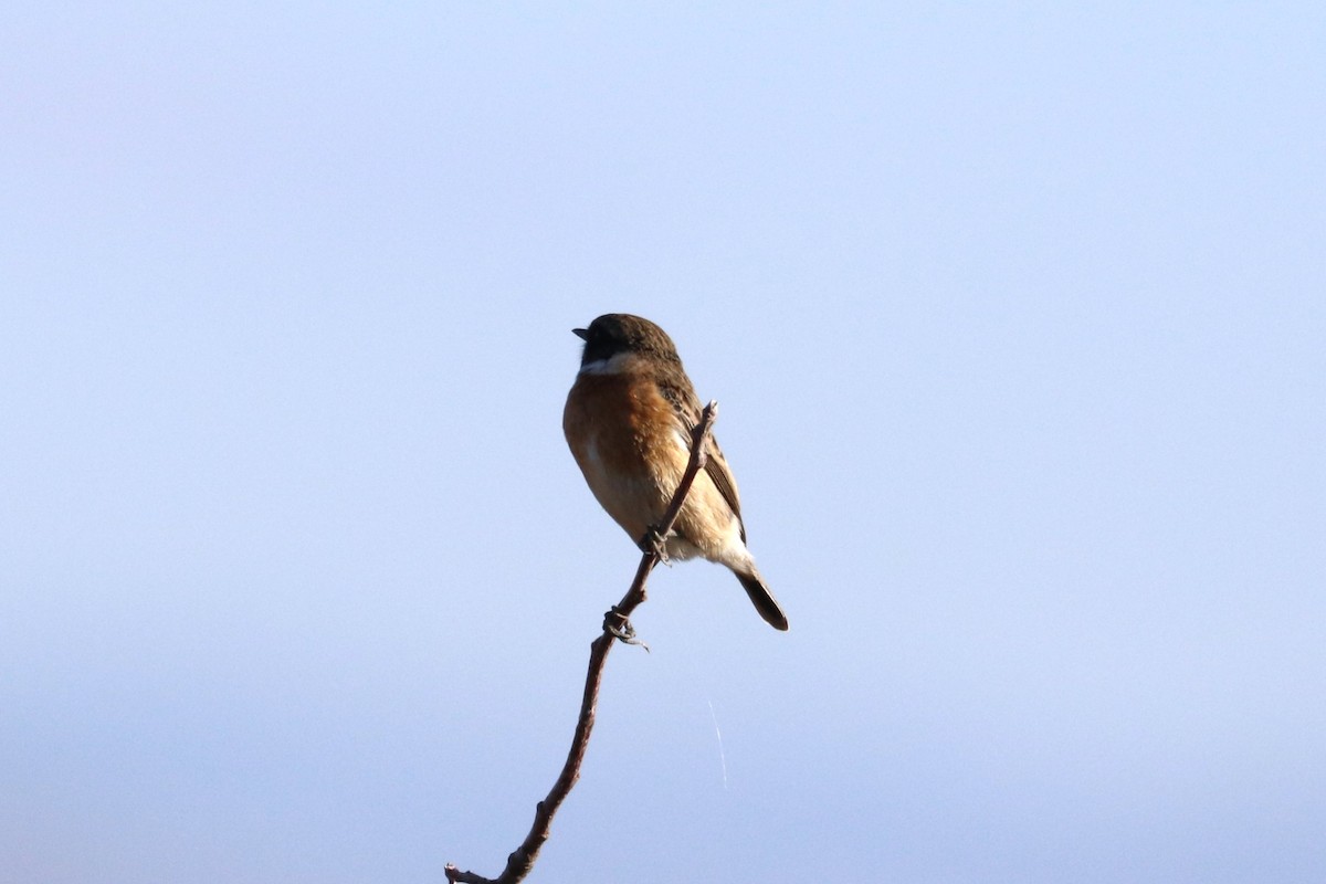 European Stonechat - ML612706031