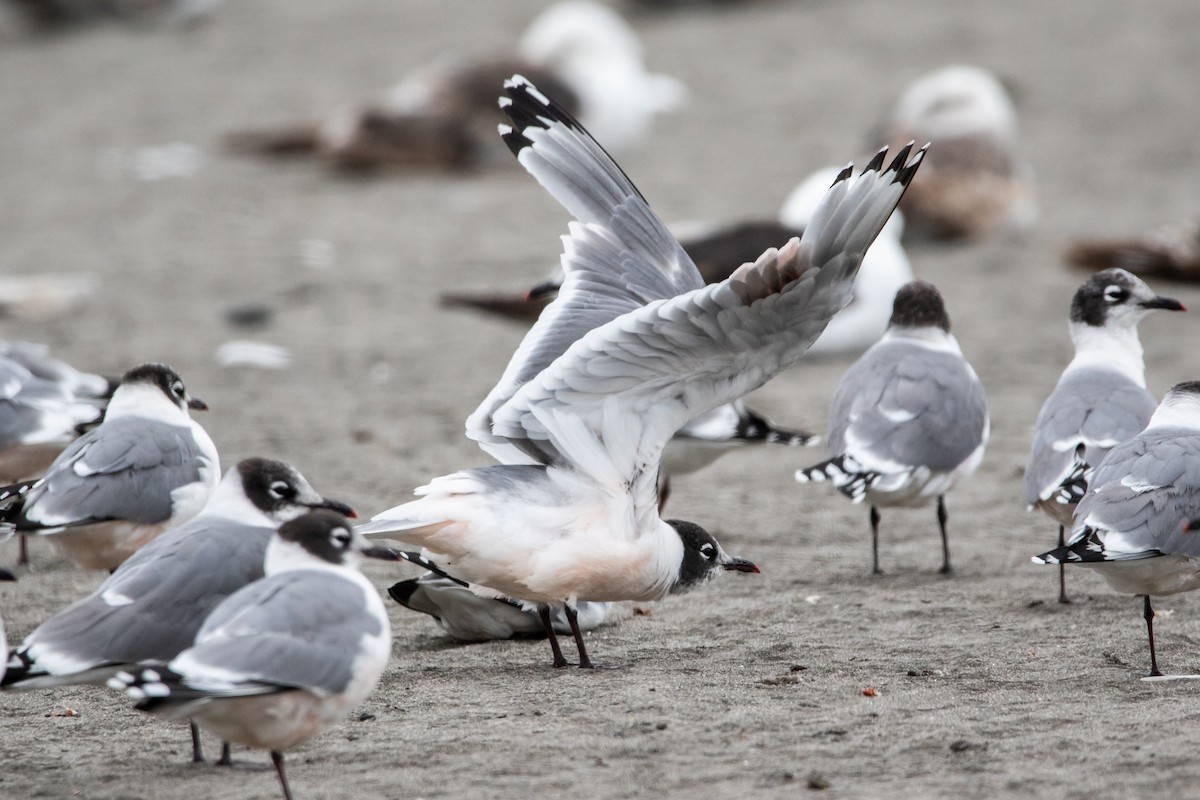 Franklin's Gull - ML612706089