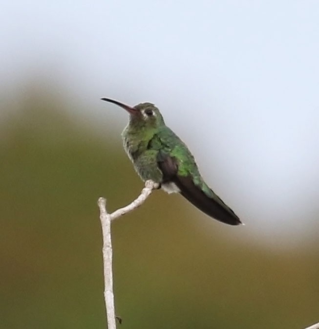 kolibřík zelenoocasý - ML612706186
