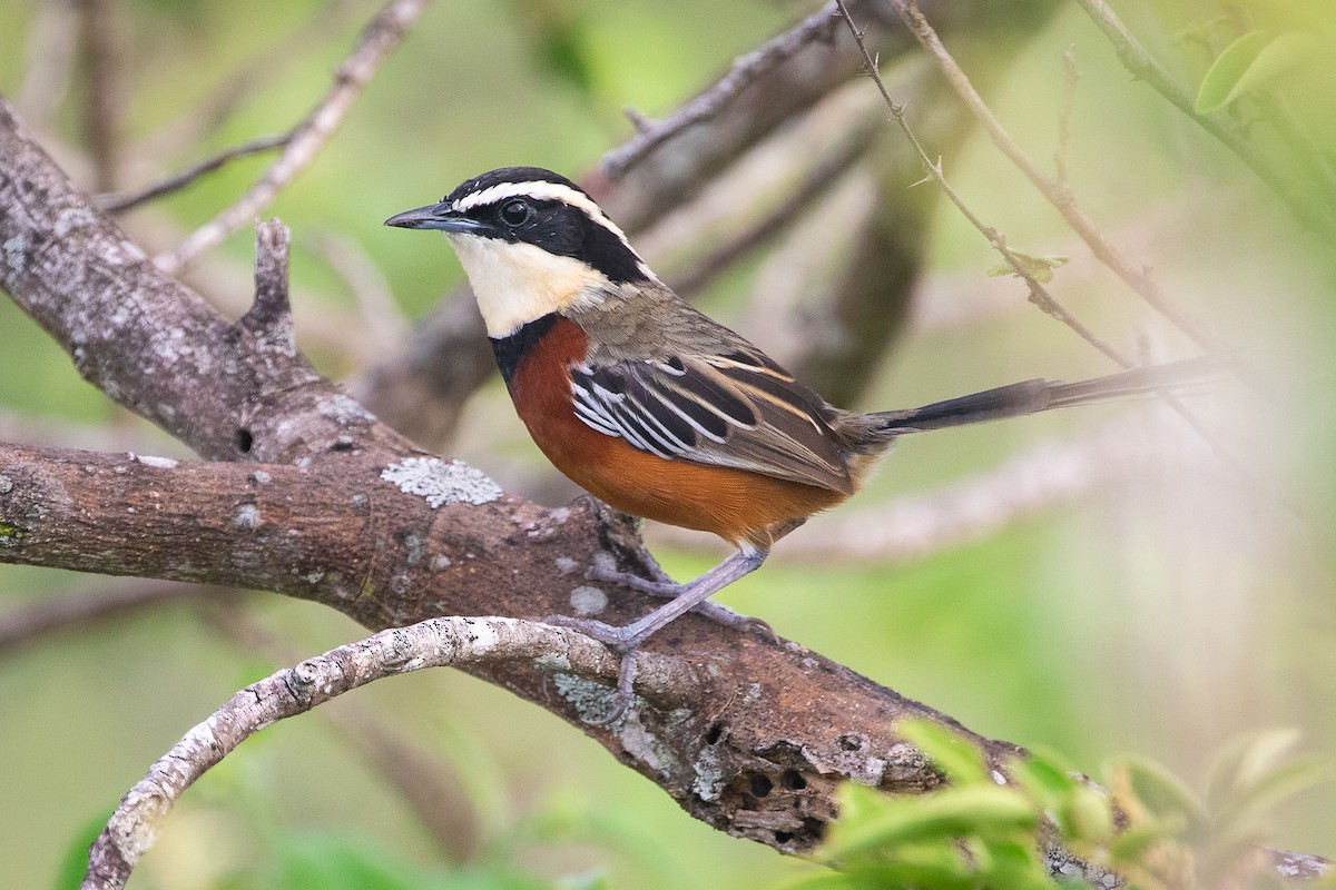 Weißflügel-Bandvogel - ML612706238