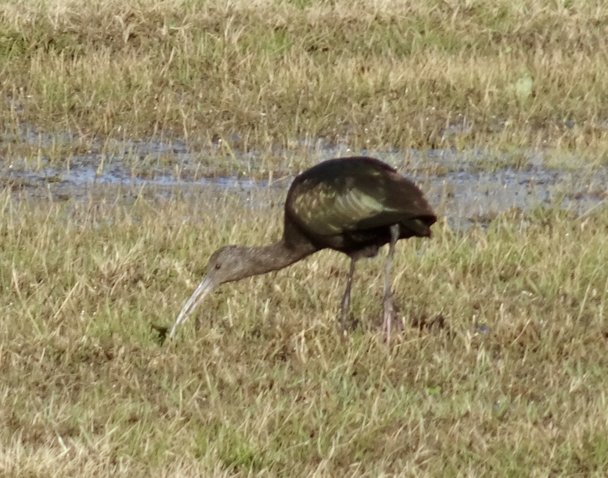 White-faced Ibis - ML612706274