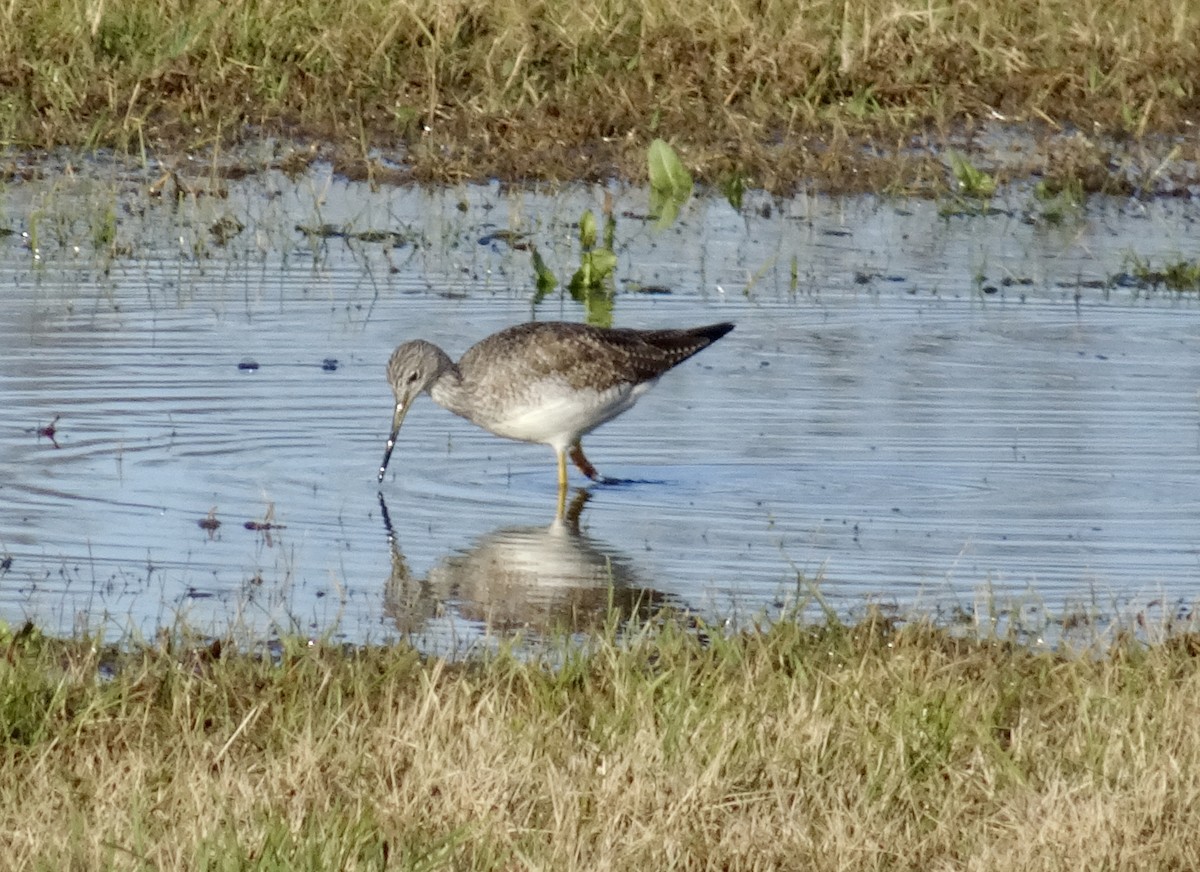 Greater Yellowlegs - ML612706293