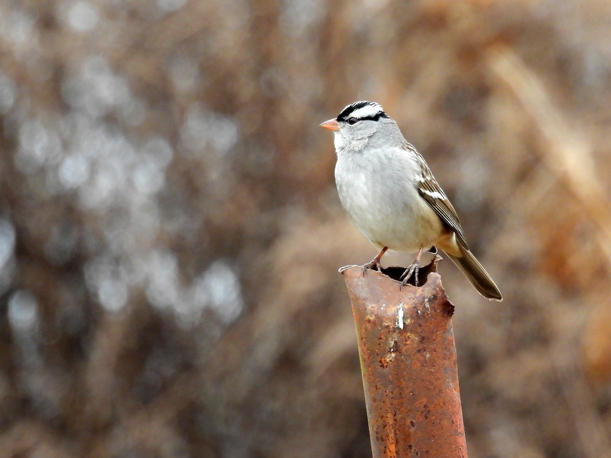 White-crowned Sparrow - ML612706335