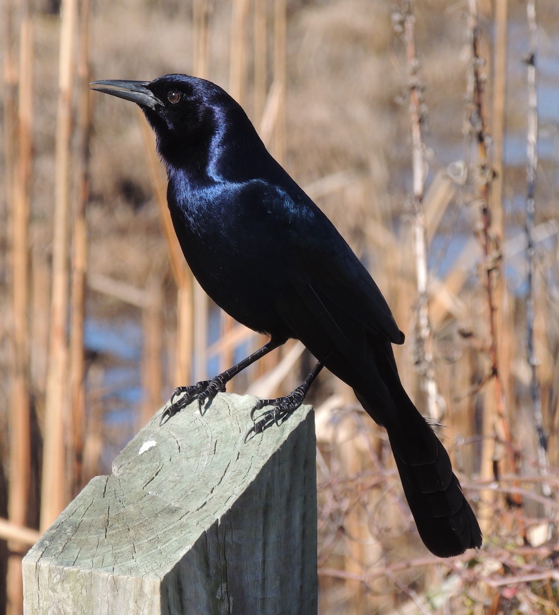 Boat-tailed Grackle - ML612706354
