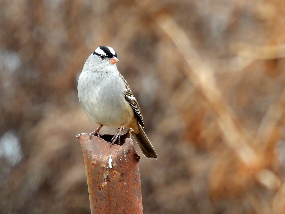 White-crowned Sparrow - ML612706372