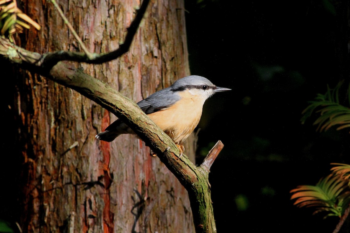 Eurasian Nuthatch - ML612706494