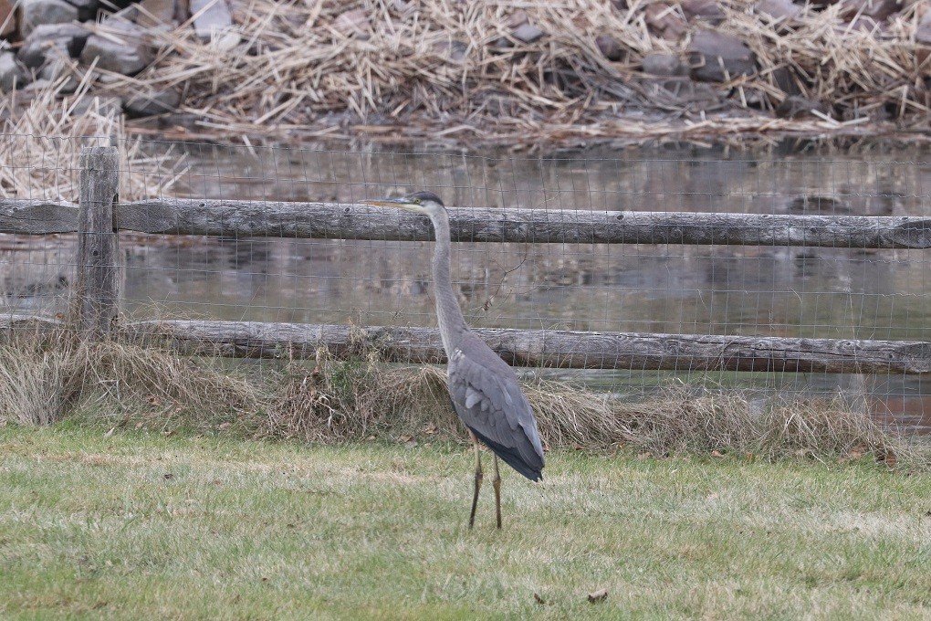 Great Blue Heron - ML612706534