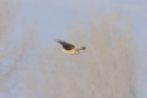 Hen Harrier - ML612706540