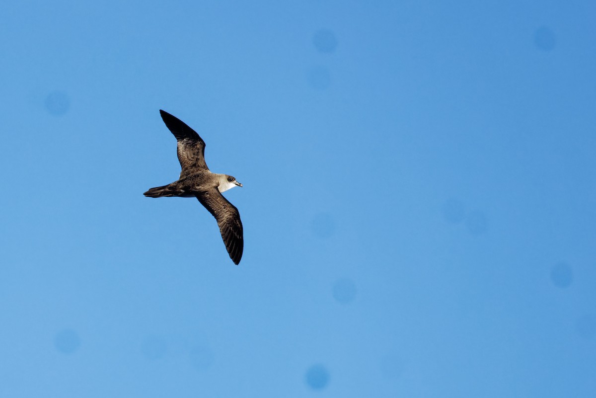 Herald Petrel - ML612706554