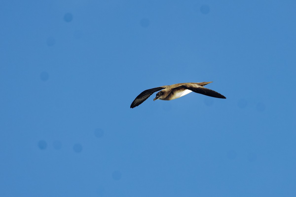 Herald Petrel - Marie-Pierre Rainville