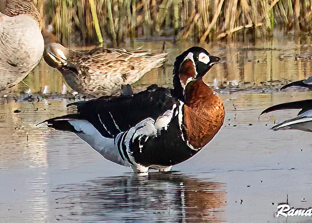 Red-breasted Goose - ML612706575