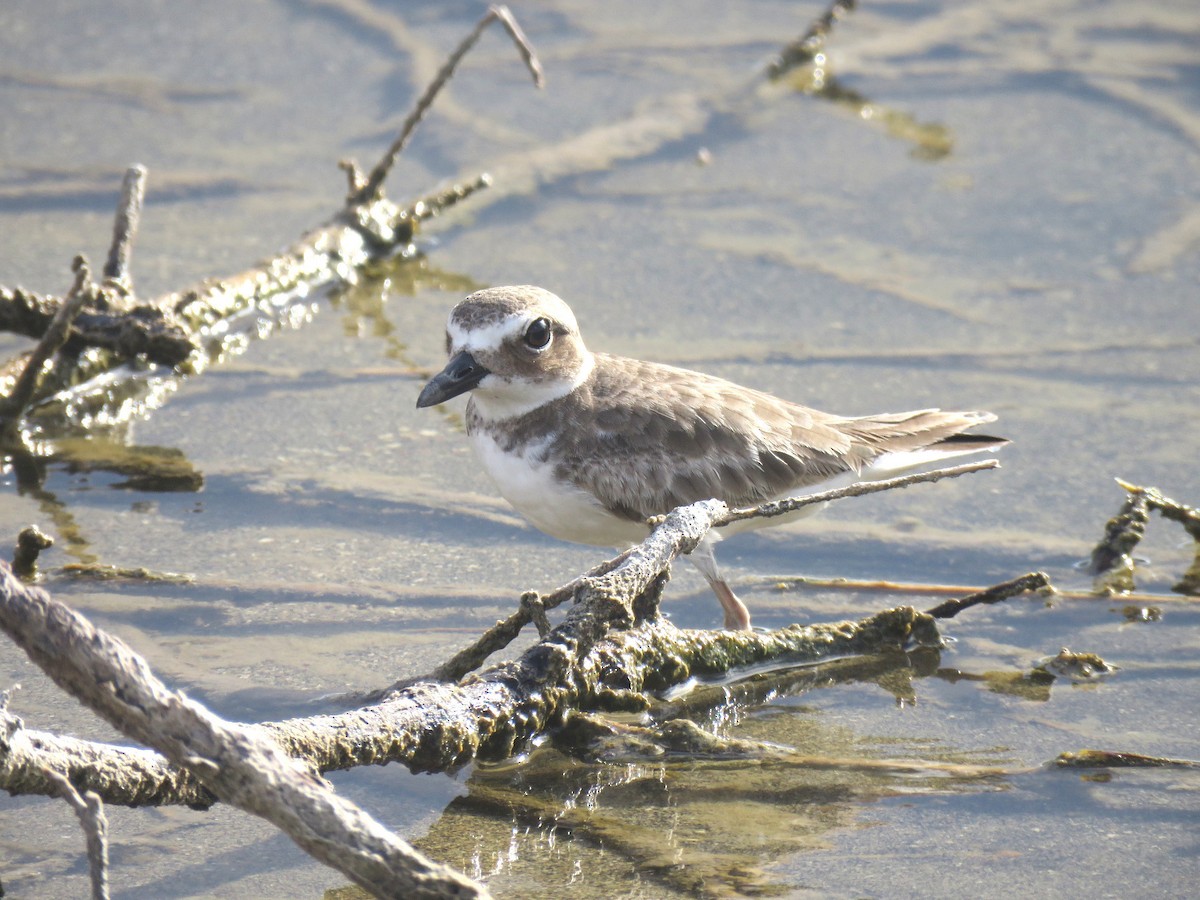 Wilson's Plover - ML612706592