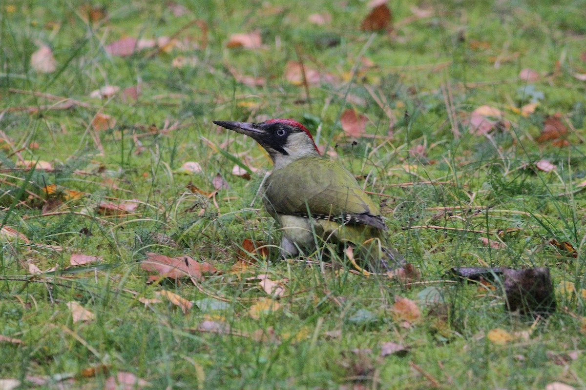 Eurasian Green Woodpecker - Rainer Seifert