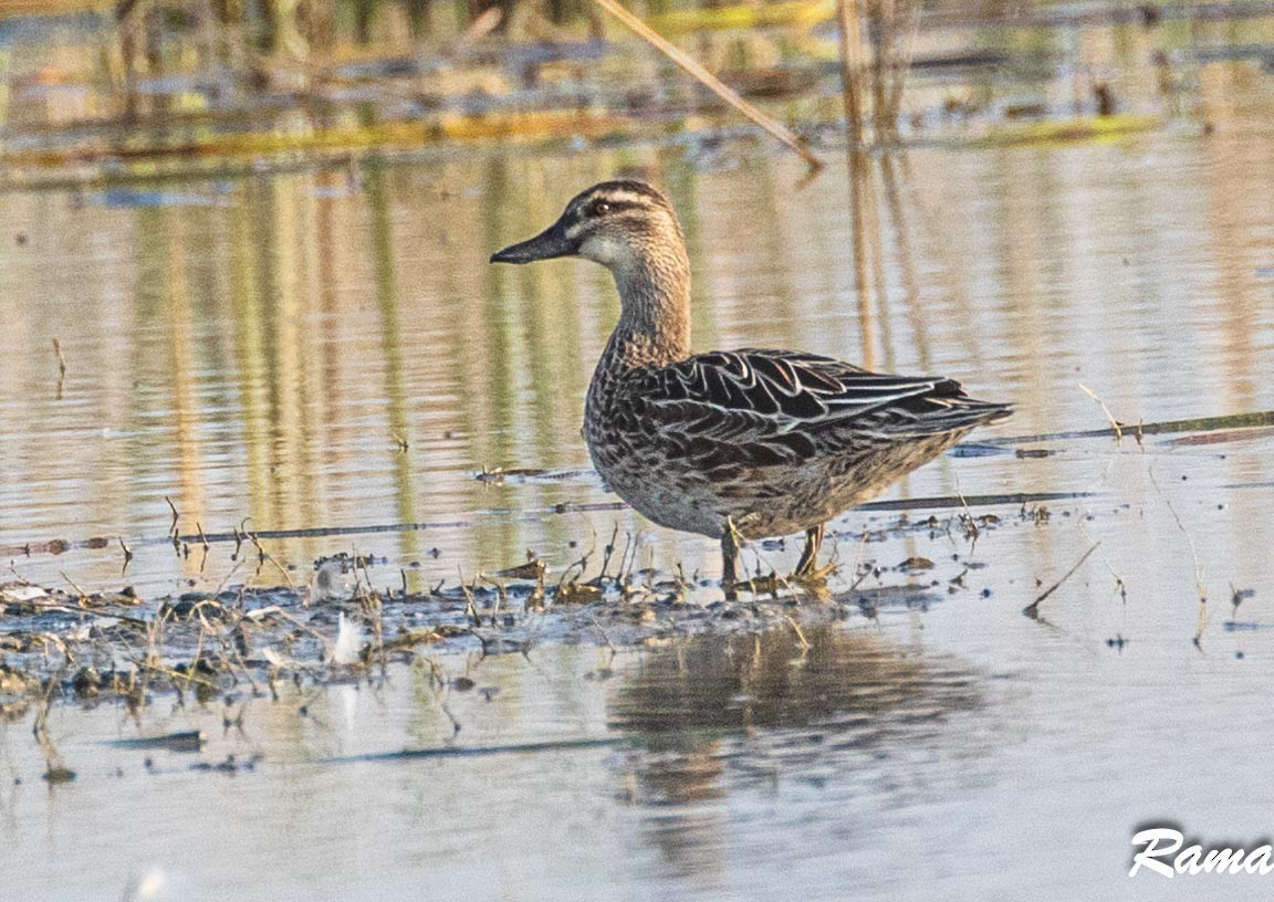 Garganey - ML612706597