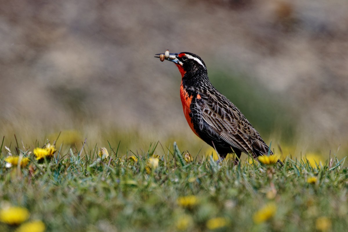 Long-tailed Meadowlark - ML612706631