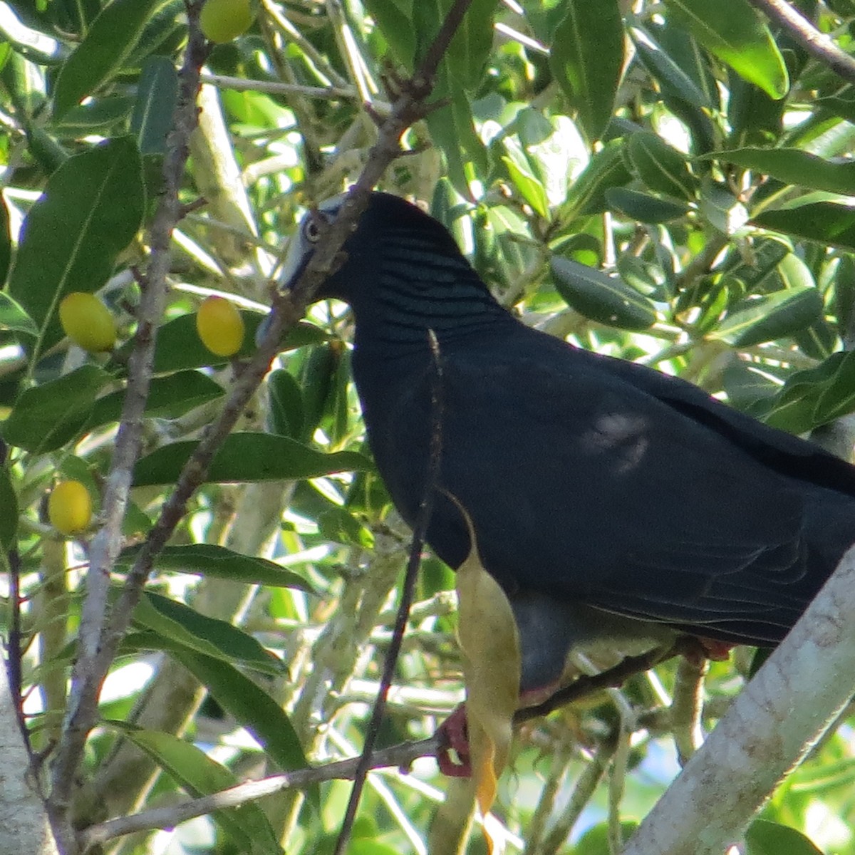 Pigeon à couronne blanche - ML612706701