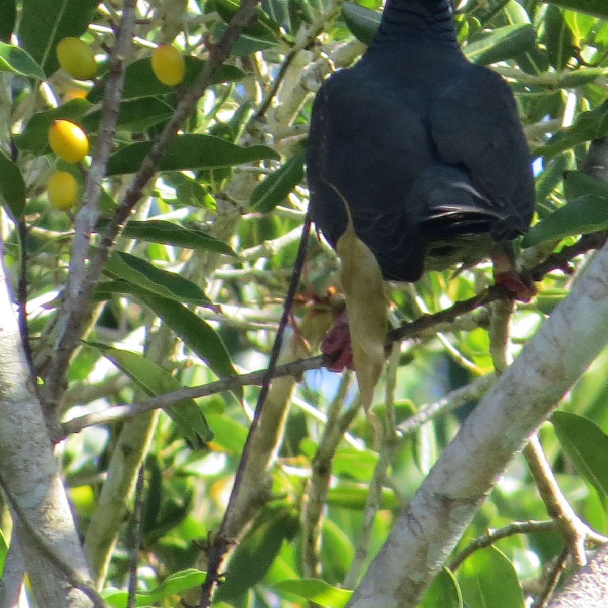 White-crowned Pigeon - Alan Collier