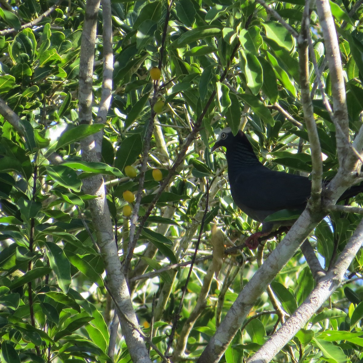 Pigeon à couronne blanche - ML612706703