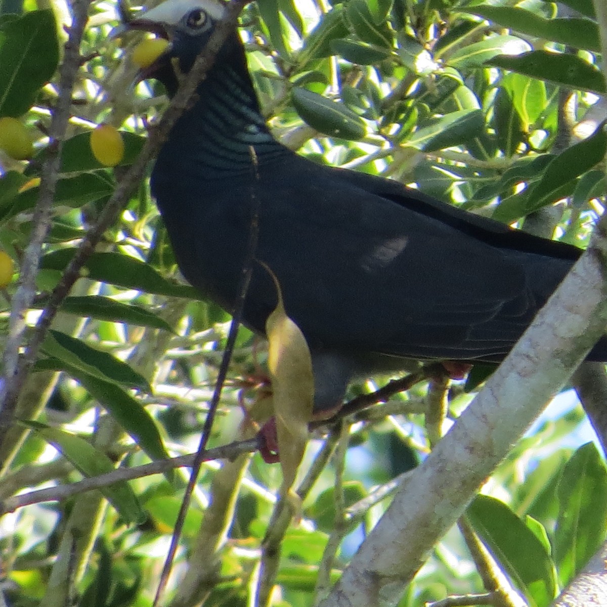 Pigeon à couronne blanche - ML612706704