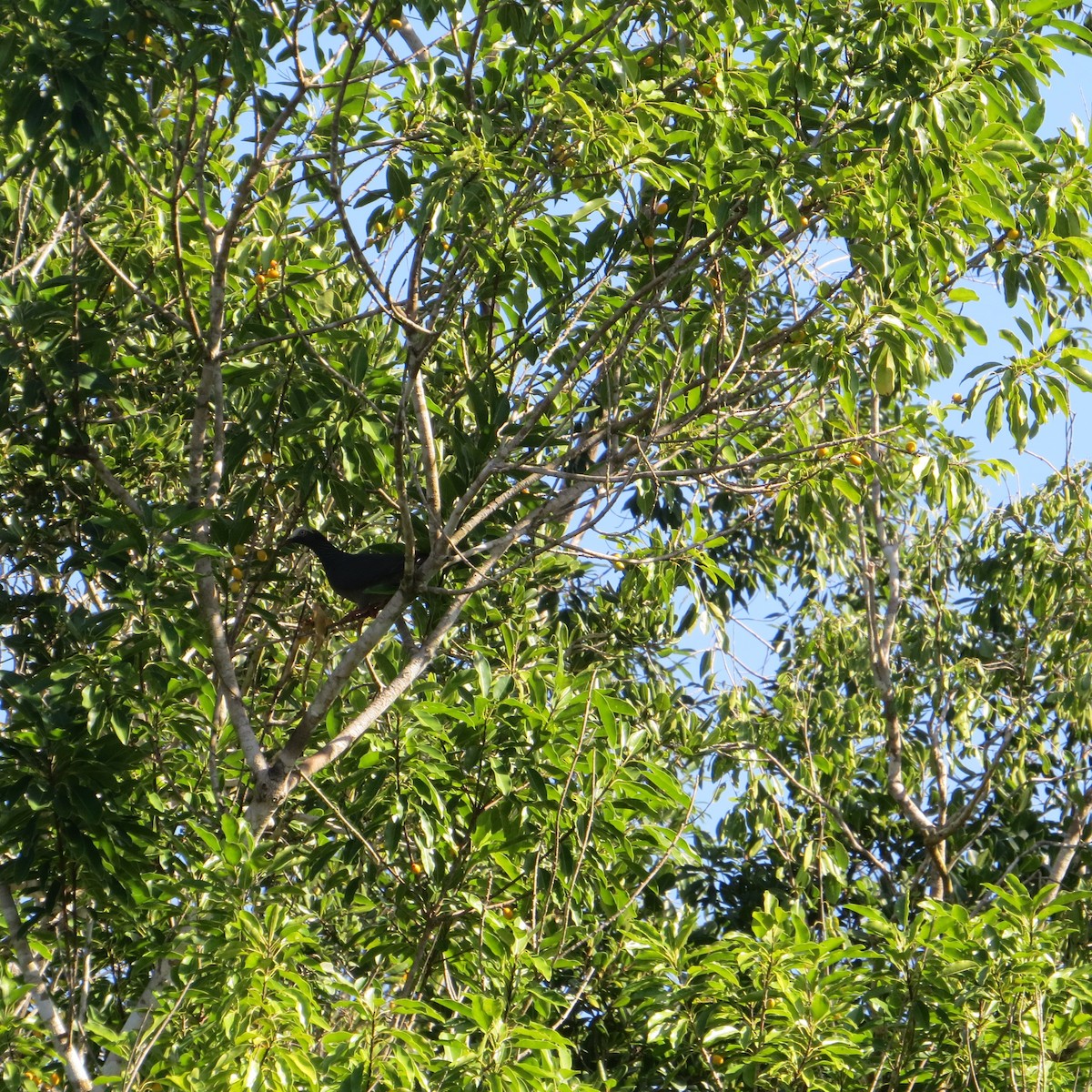 White-crowned Pigeon - Alan Collier