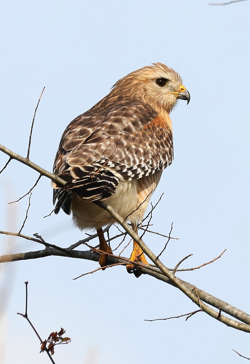 Red-shouldered Hawk - ML612706716