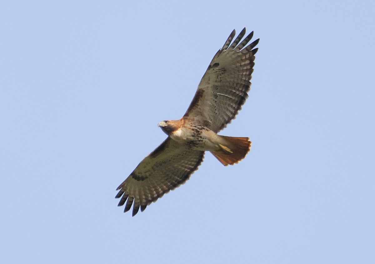 Red-tailed Hawk - ML612706725