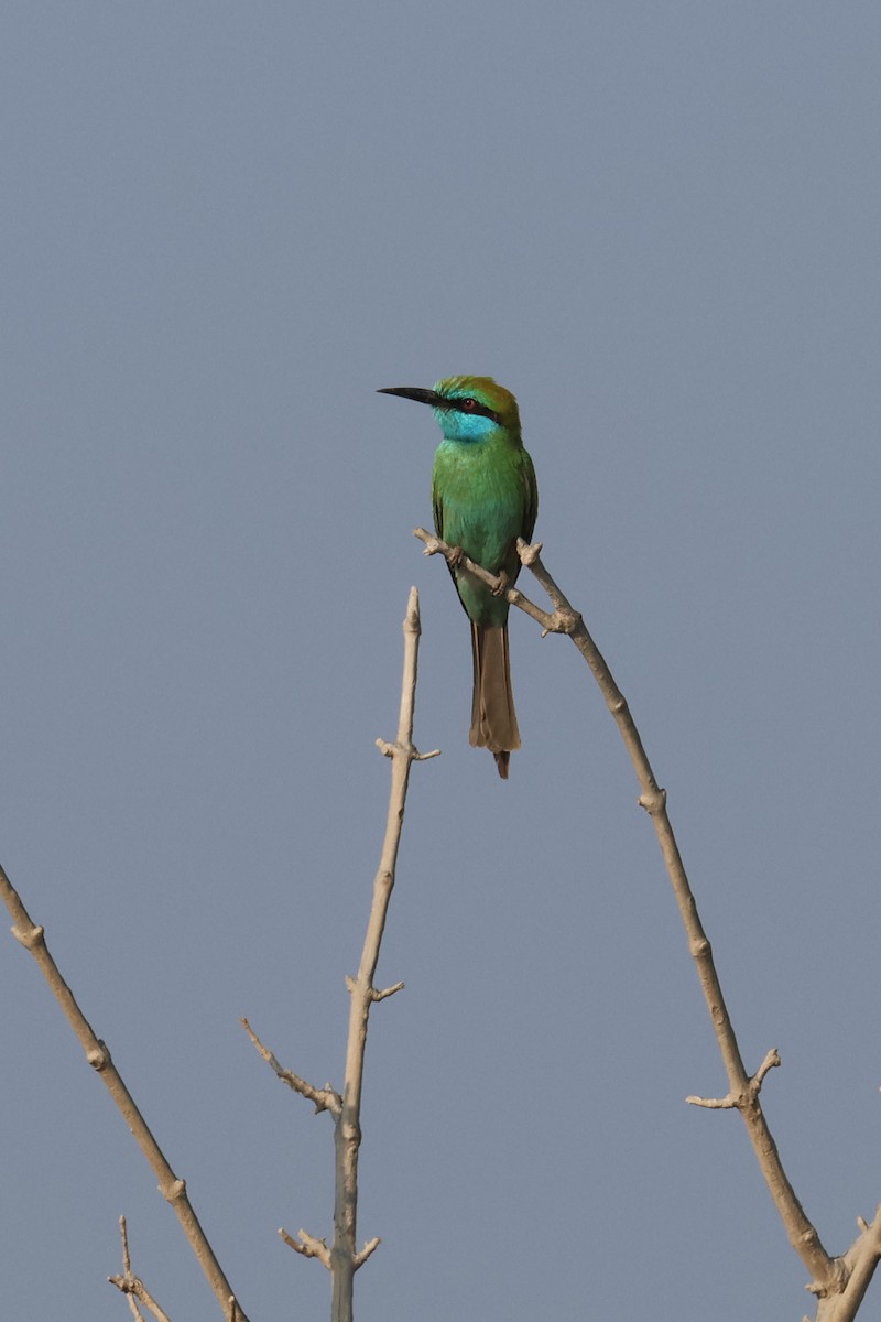 Arabian Green Bee-eater - Fabrice Schmitt
