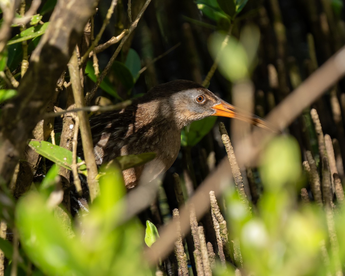 Clapper Rail - ML612706752