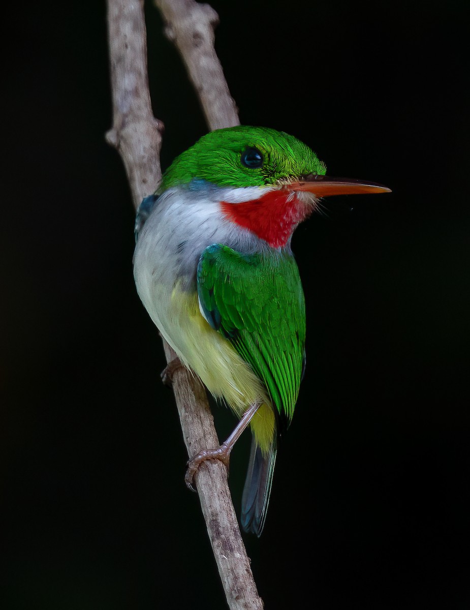 Puerto Rican Tody - ML612706756