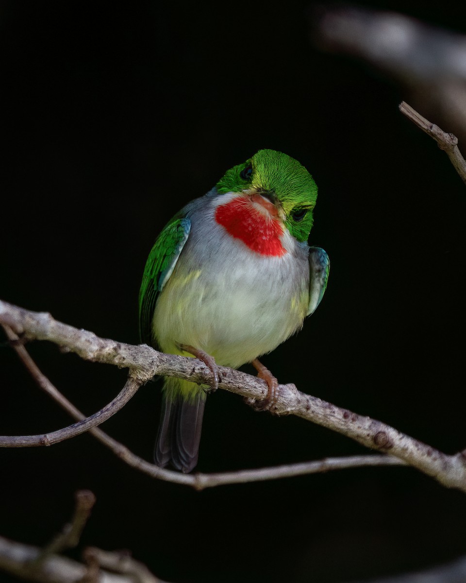 Puerto Rican Tody - ML612706757