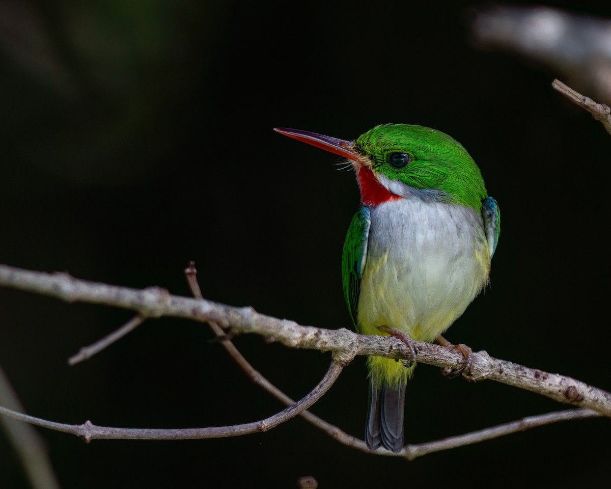 Puerto Rican Tody - ML612706758