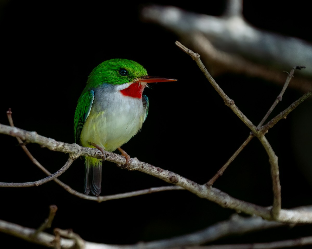 Puerto Rican Tody - ML612706760