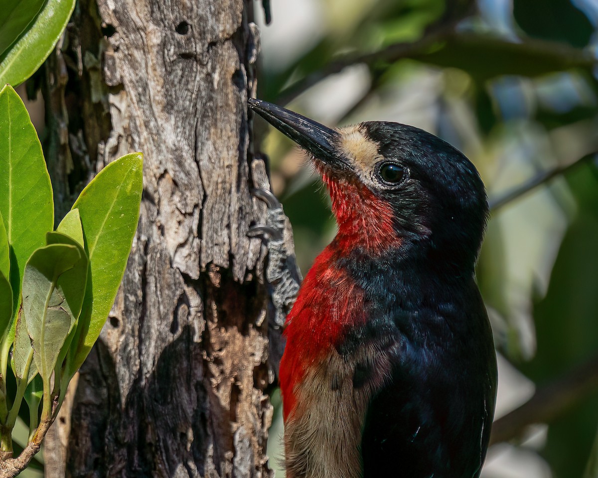 Puerto Rican Woodpecker - ML612706764
