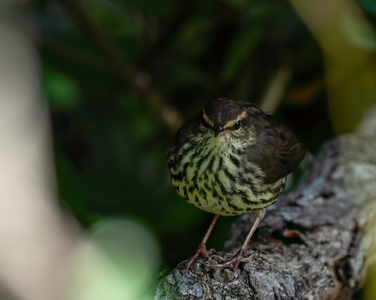 Northern Waterthrush - ML612706776