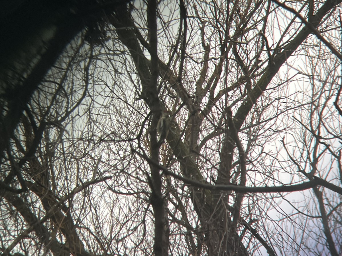 Yellow-bellied Sapsucker - ML612706825