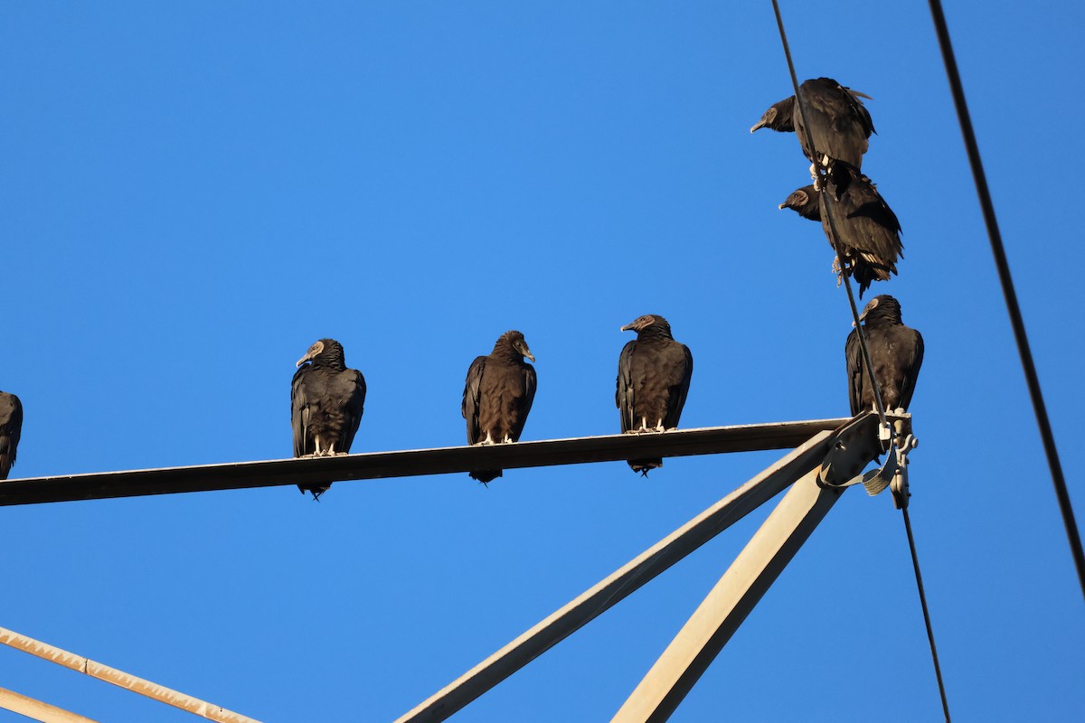 Black Vulture - ML612706912